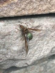 Oecophylla smaragdina