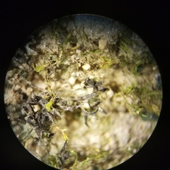 Anthoceros macounii