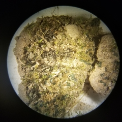 Anthoceros macounii