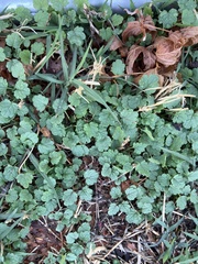 Lamium amplexicaule