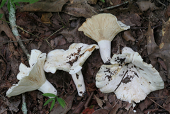 Lactifluus subvellereus