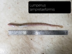 Snake Blenny photo 4
