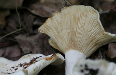 Lactifluus subvellereus