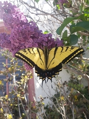 Papilio multicaudata