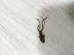 Eleutherodactylus planirostris
