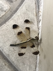 Neurothemis tullia