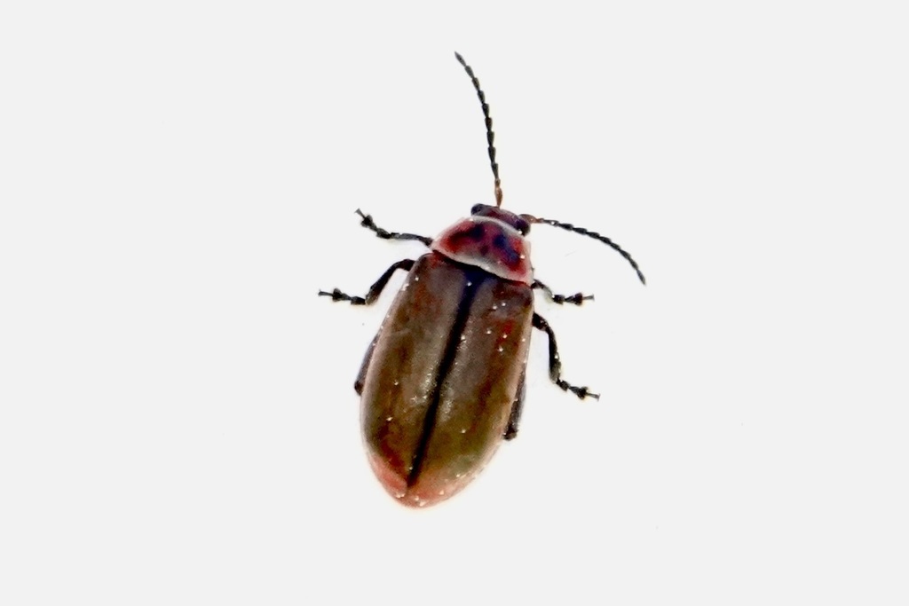 Kuschelina fimbriata