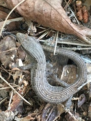Elgaria multicarinata