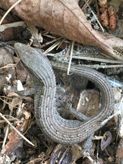 Elgaria multicarinata