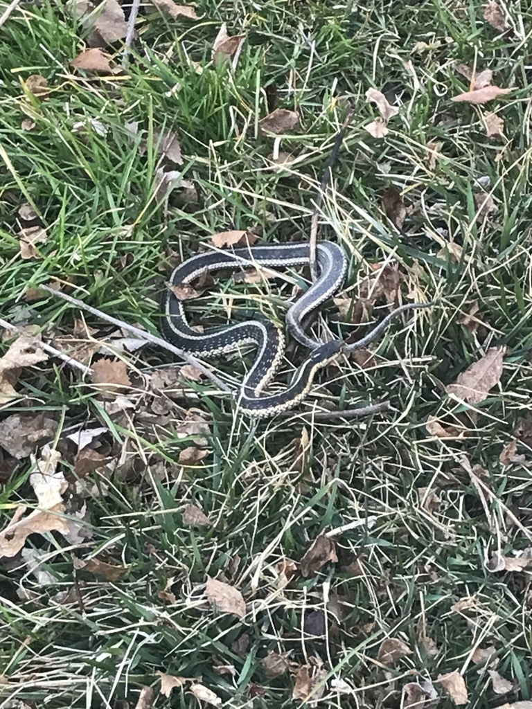 Common Garter Snake from Ottawa Ave, Savage, MN, US on April 21, 2022 ...