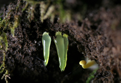 Gloeomucro dependens