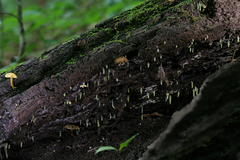 Gloeomucro dependens