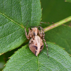 Oxyopes scalaris