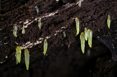 Gloeomucro dependens