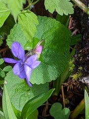 Viola howellii