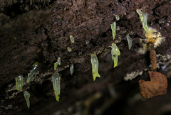 Gloeomucro dependens
