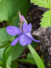 Viola howellii