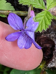 Viola howellii