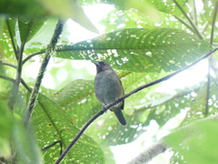 Chlorospingus semifuscus