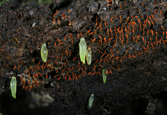 Gloeomucro dependens