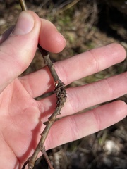 Rabdophaga salicistriticoides