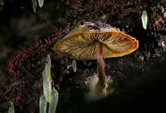 Gloeomucro dependens