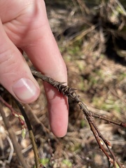 Rabdophaga salicistriticoides