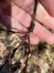 Rabdophaga salicistriticoides