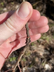 Rabdophaga salicistriticoides
