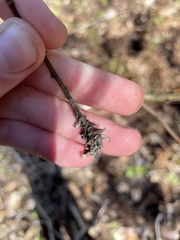 Rabdophaga salicistriticoides
