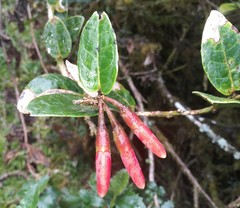 Thibaudia macrocalyx