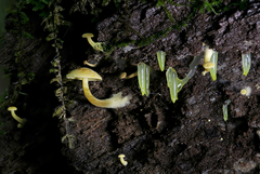 Gloeomucro dependens