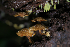 Gloeomucro dependens