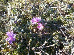 Rhododendron lapponicum