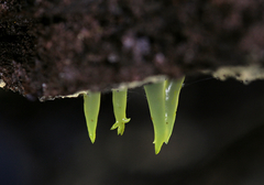 Gloeomucro dependens