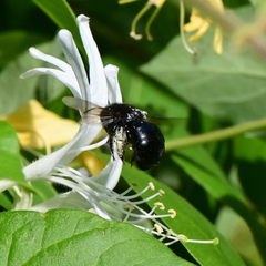 Xylocopa tabaniformis