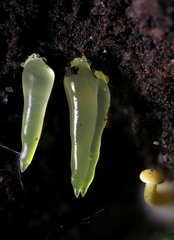 Gloeomucro dependens