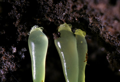 Gloeomucro dependens