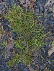 Cyperus metzii