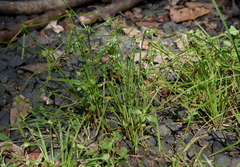 Cyperus metzii