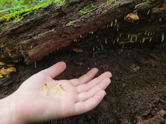 Gloeomucro dependens