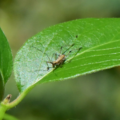 Tettigoniidae