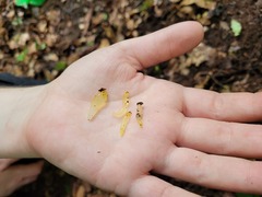 Gloeomucro dependens