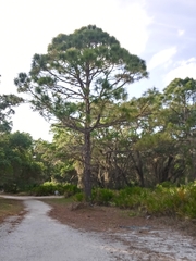 Pinus elliottii densa