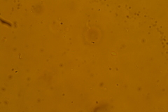 Gloeomucro dependens