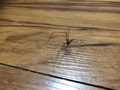 Pholcus phalangioides