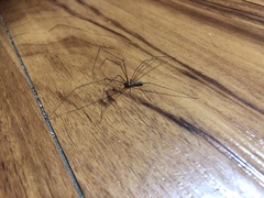 Pholcus phalangioides