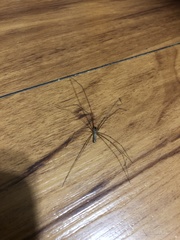 Pholcus phalangioides