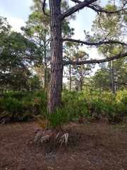 Pinus elliottii densa