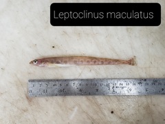 Leptoclinus maculatus